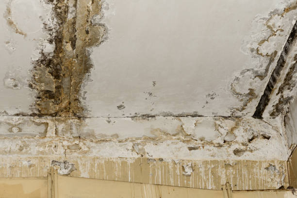 Best Mold Prevention Services  in USA